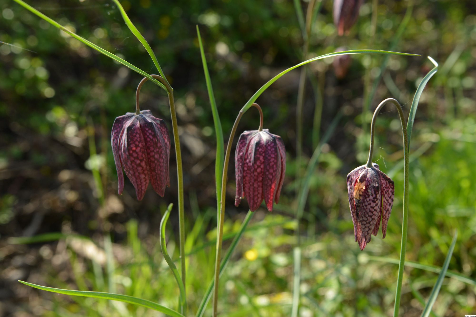 Photo-fritillaires-goganes Photo de fritillaires pintade, appelées goganes en Anjou